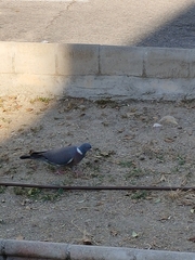 Columba palumbus