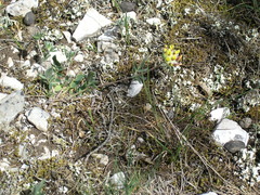 Anthyllis vulneraria boissieri