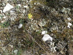 Anthyllis vulneraria boissieri