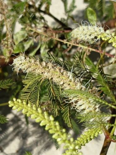 Mimosa tenuiflora observed 2026-09-24