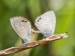 Nacaduba dyopa