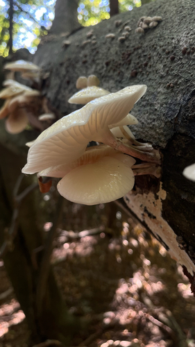 porcelain mushroom