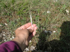 Stipa lithophila