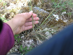 Stipa lithophila