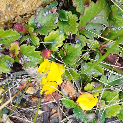 Hibbertia grossulariifolia observed 2026-09-29