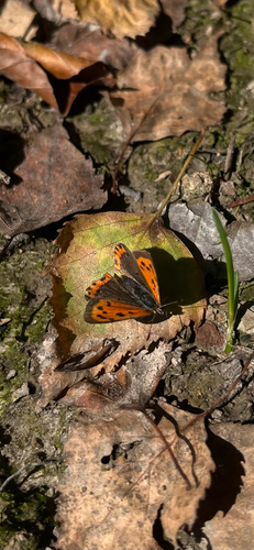 Small Copper