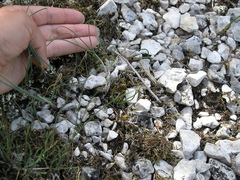 Allium marschalianum