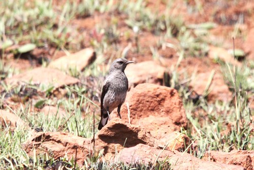 iNaturalist image