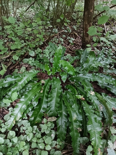 Hart's-tongue fern