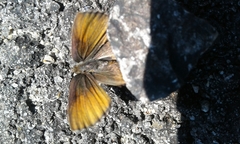 Callophrys