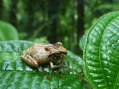 Philautus aurifasciatus