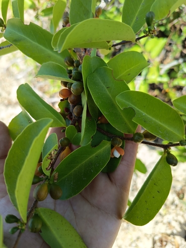 Erythroxylon observed 2026-09-23