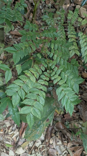 Archidendron observed 2026-09-30