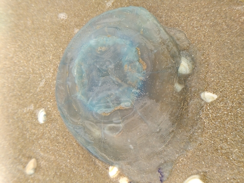 Dustbin-lid Jelly