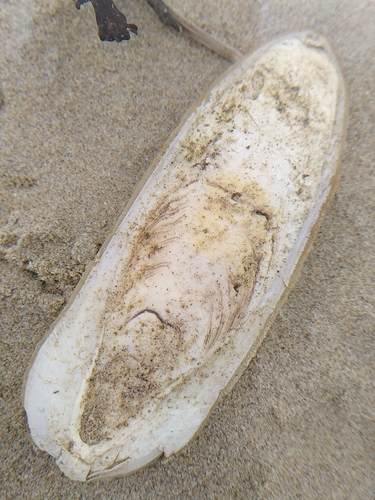 European Common Cuttlefish
