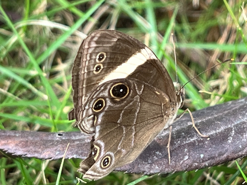Straight-banded Treebrown