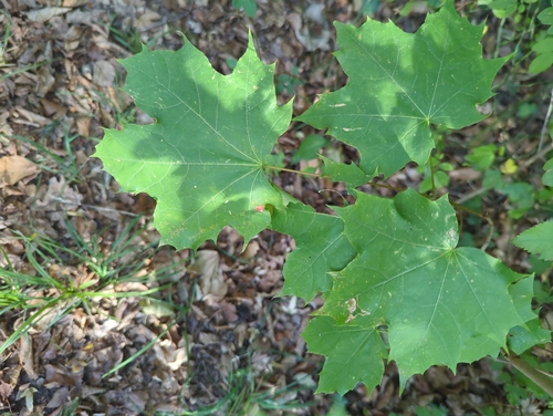 Norway maple