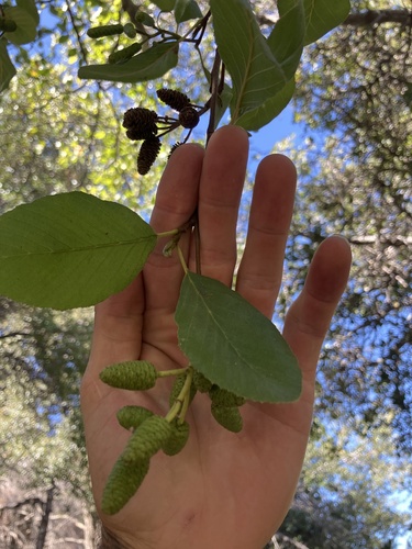 white alder