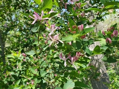 Lonicera