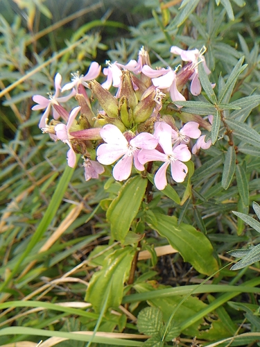 common soapwort