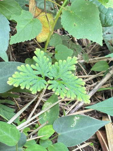 Selaginella willdenowii observed 2026-09-12