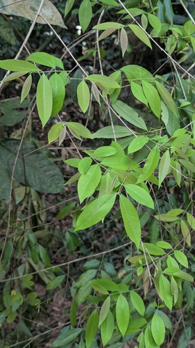 Cratoxylum cochinchinense observed 2026-09-30