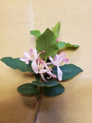 Lonicera