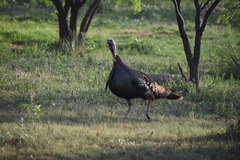 Meleagris gallopavo intermedia