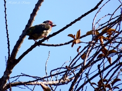 Psilopogon haemacephalus roseus