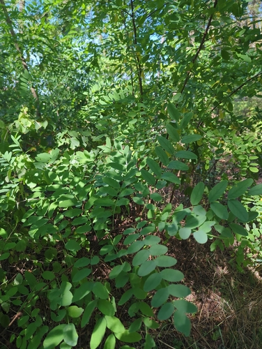 black locust
