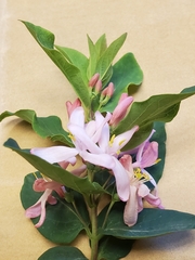 Lonicera