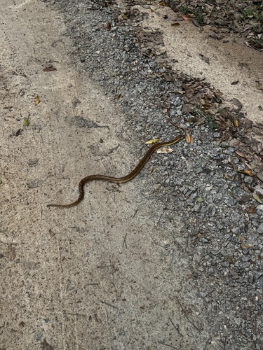 Wagler's Snake