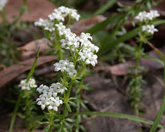 Asperula scoparia