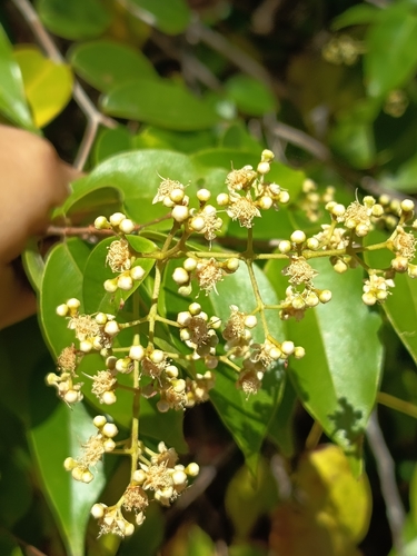 Myrcia splendens observed 2026-09-23