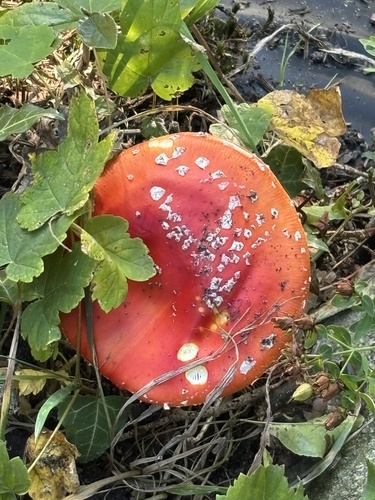 Fly Agaric
