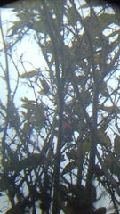 Granatellus venustus