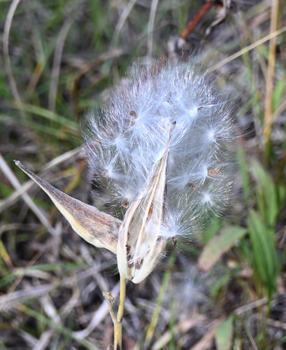 Asclepias ovalifolia, 2026-09-27