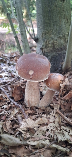 King Bolete