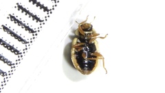 Anisosticta bitriangularis