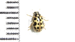Anisosticta bitriangularis