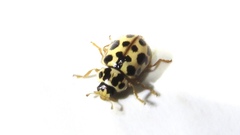 Anisosticta bitriangularis