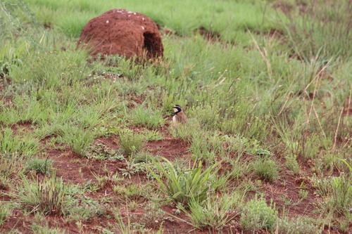 iNaturalist image
