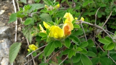 Chamaecytisus supinus