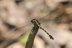 Ictinogomphus decoratus