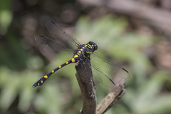 Ictinogomphus decoratus