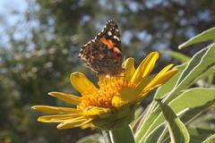Vanessa cardui