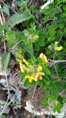 Chamaecytisus supinus