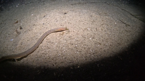 Muraenichthys observed 2026-09-29