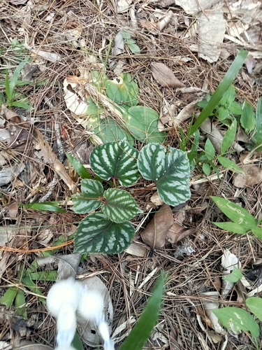 Cissus discolor observed 2026-09-26