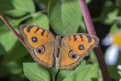 Junonia almana almana